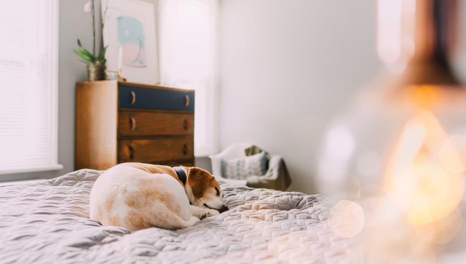 Яка температура у собак