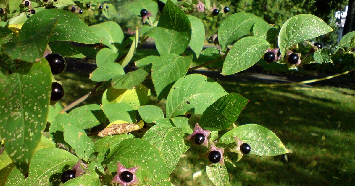 беладона чим отруйна