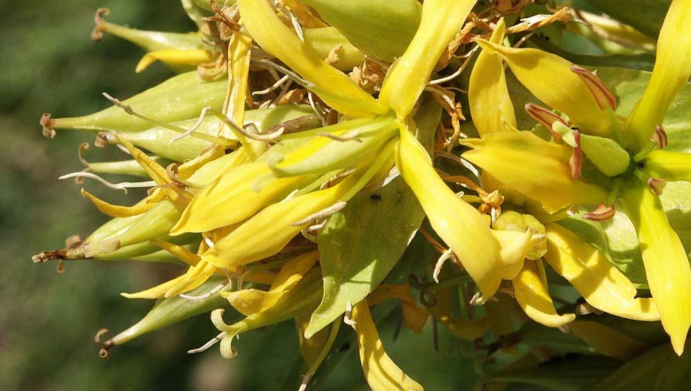 чим корисна настоянка тирлича жовтого