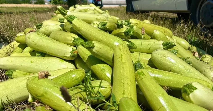 чим корисні кабачки