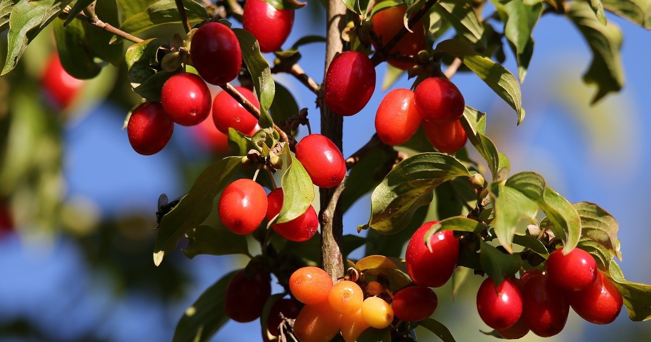 чим корисний кизил