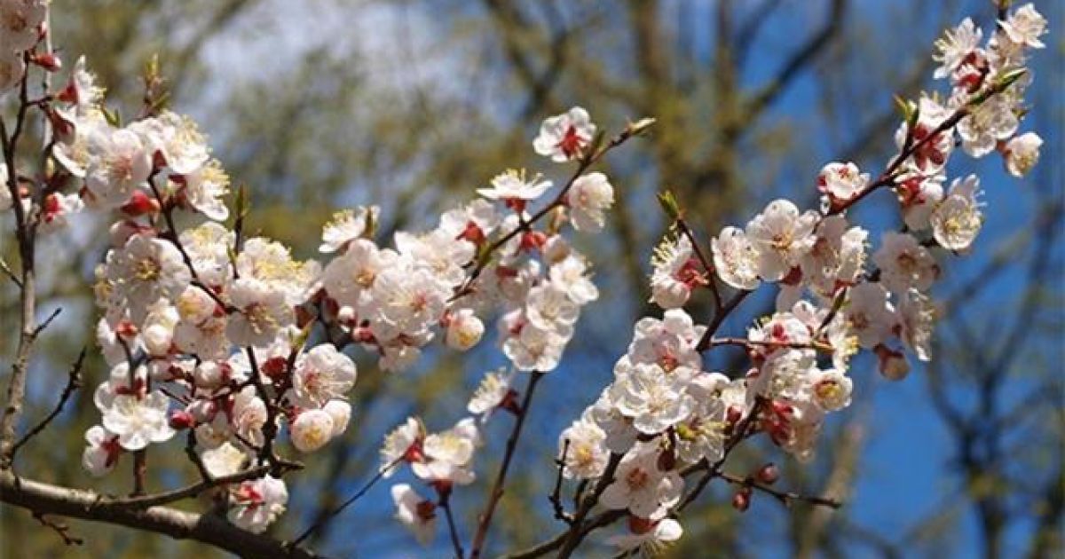 чим обробити абрикос від моніліозу