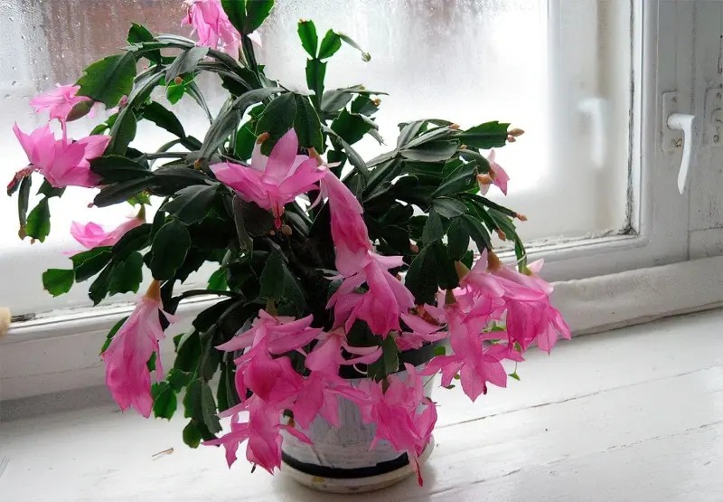 чим підживлювати різдвяник