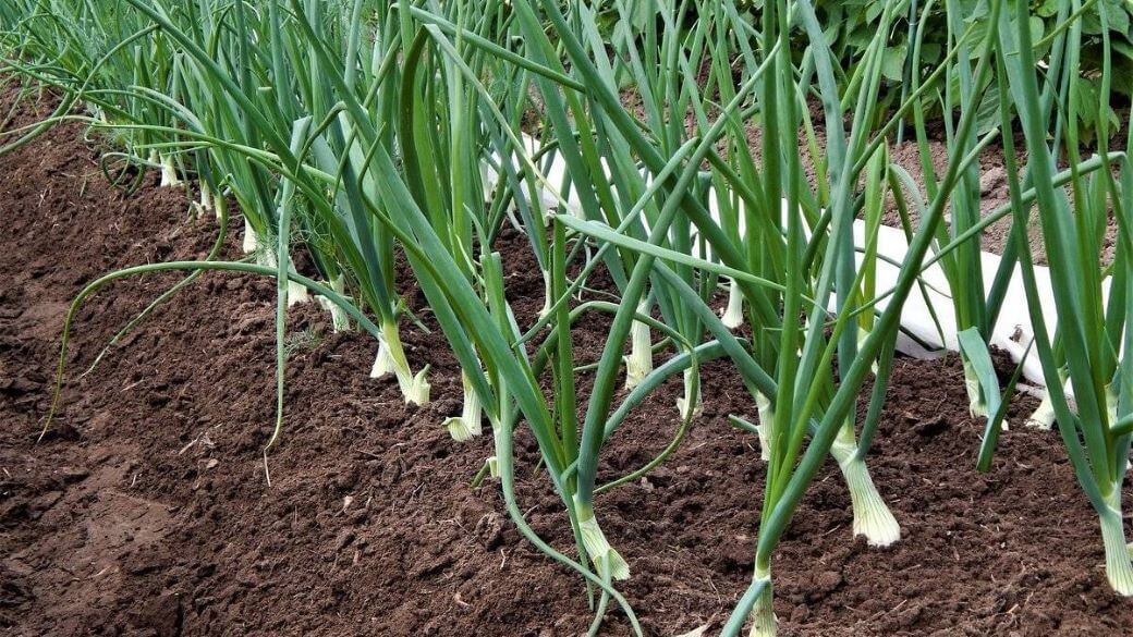 коли садити цибулю навесні