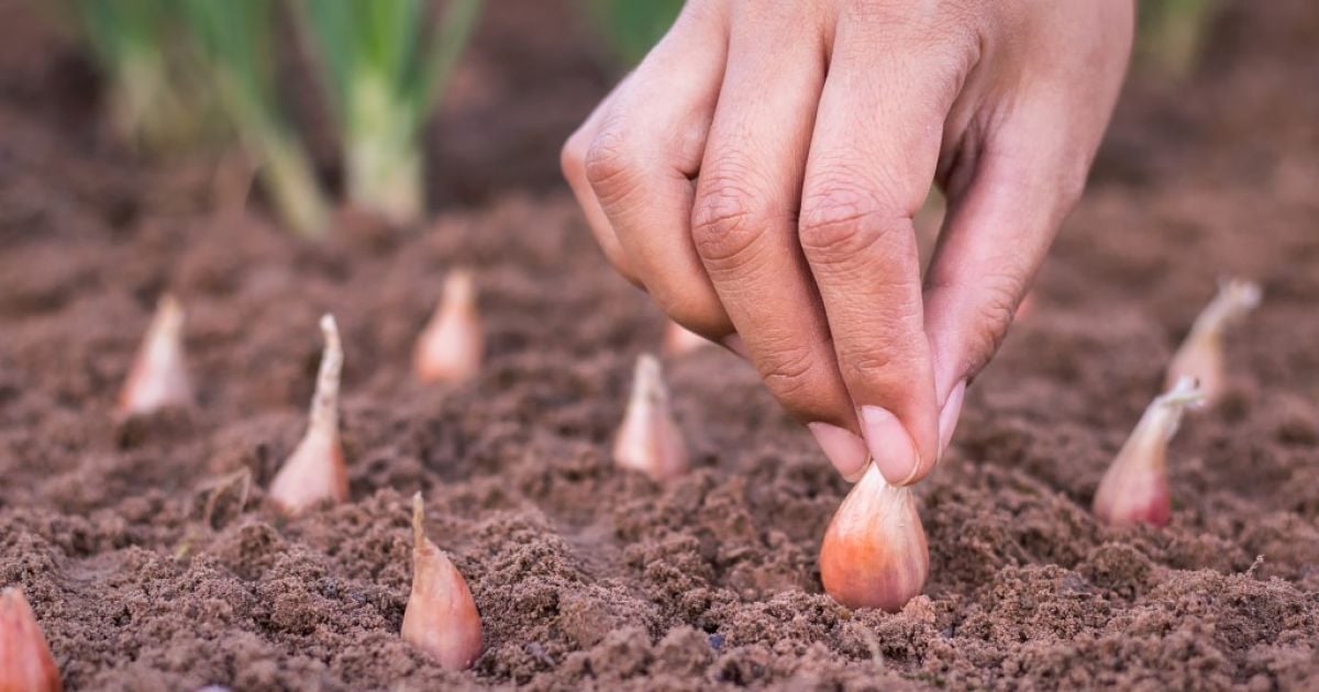 коли садити цибулю