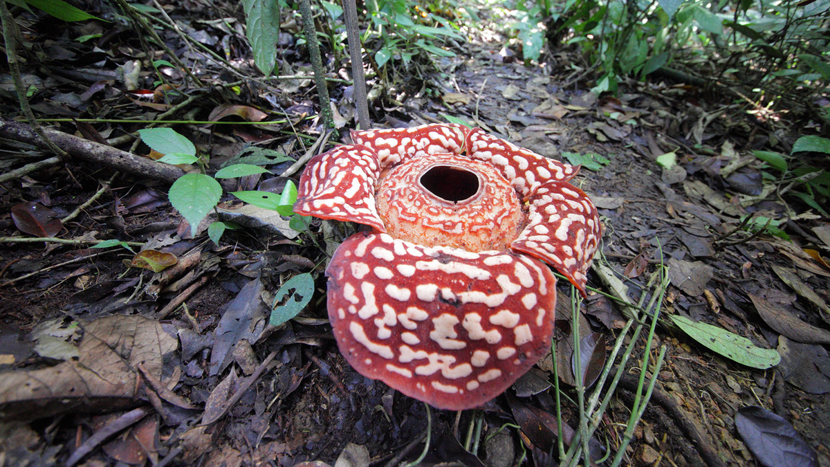 Найбільша квітка в світі