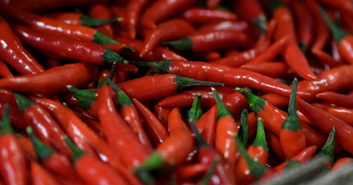 Найгостріший перець у світі