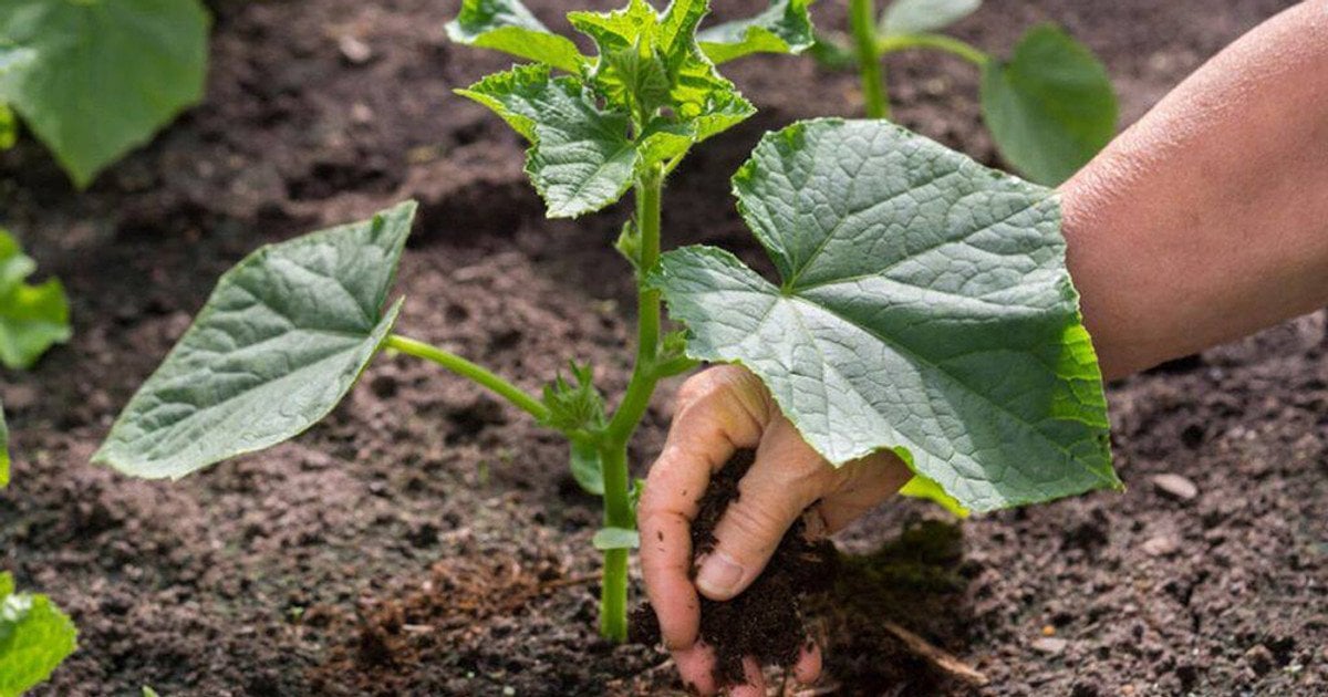 Що поклати в лунку при посадці огірків