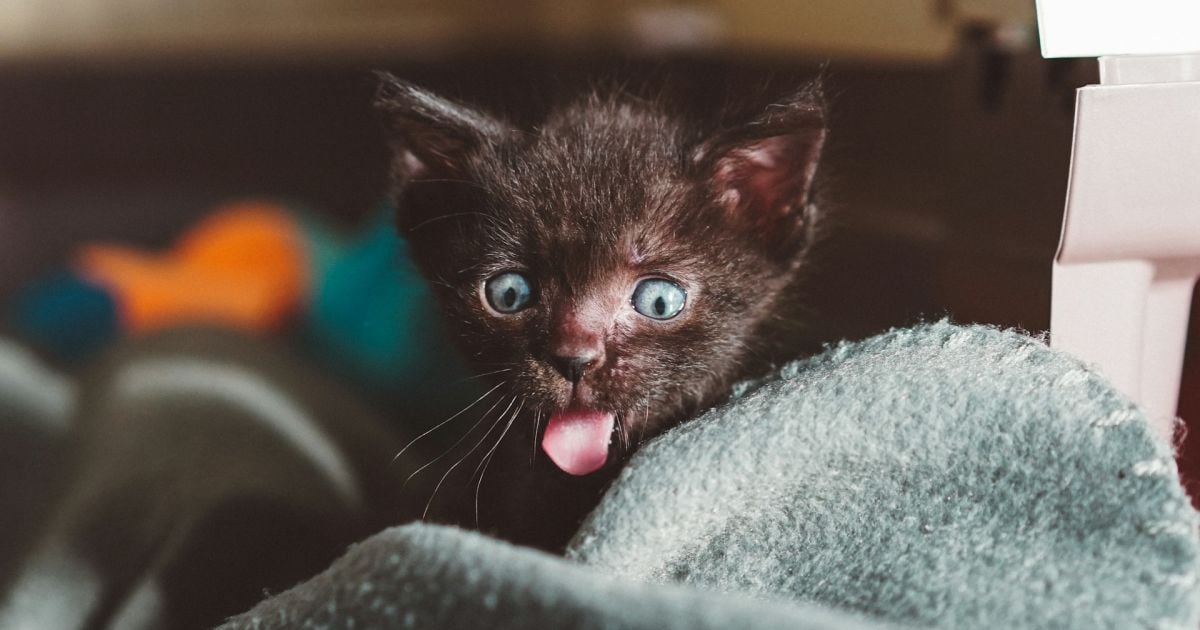 Скільки років живуть коти