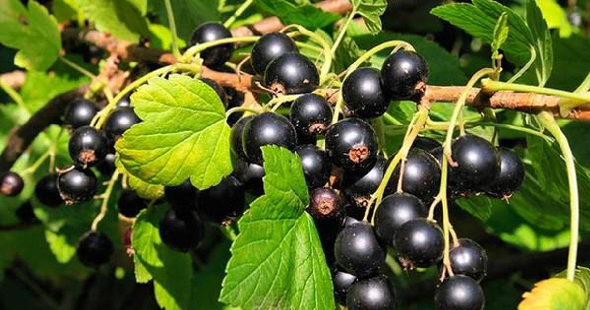 чим корисна смородина