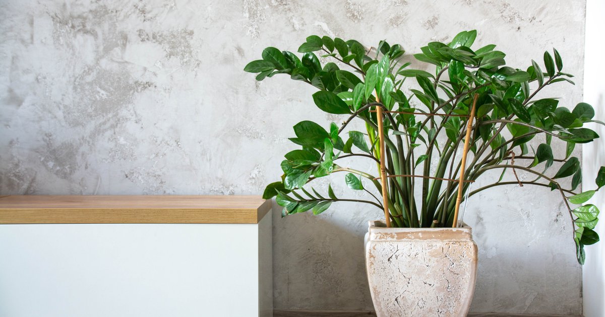 вазон доларове дерево