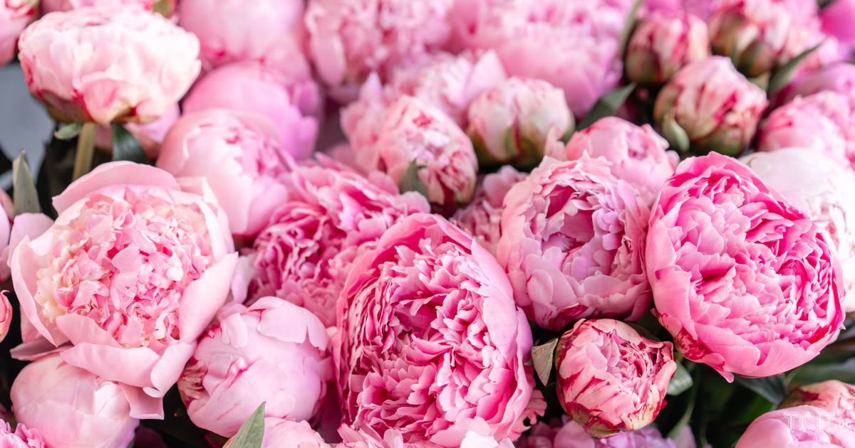 як підрізати півонії