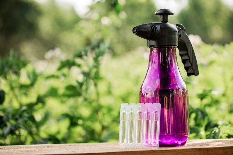 які квіти не можна поливати марганцівкою