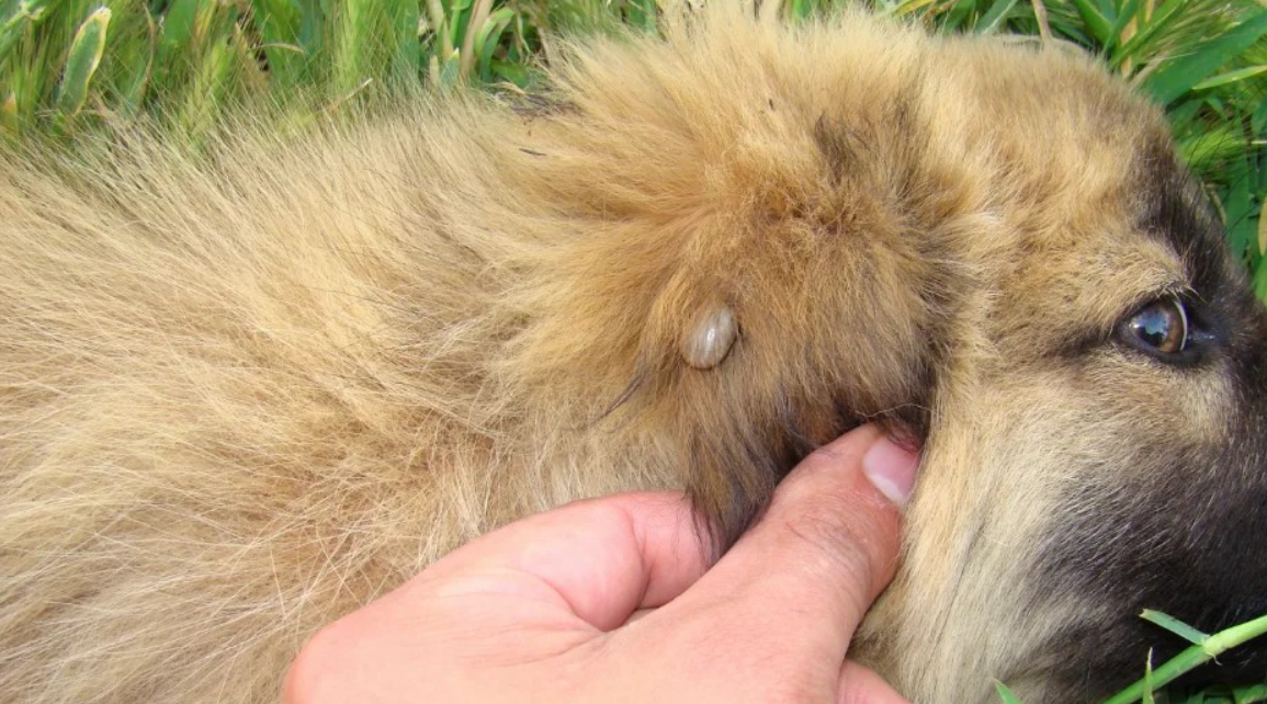 як витягти кліща у собаки