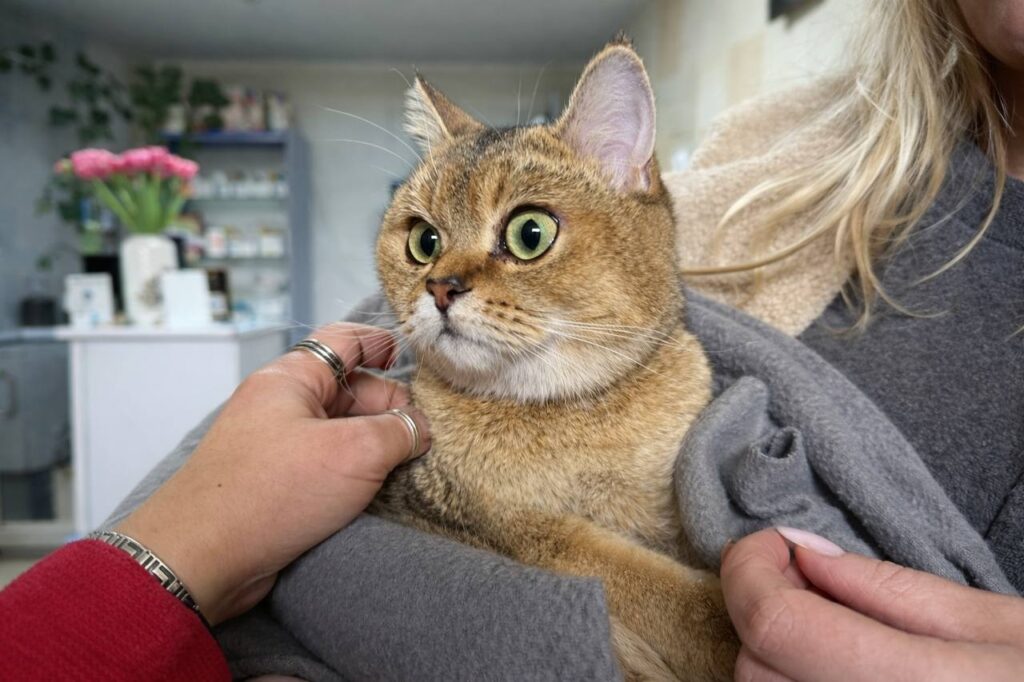 чи гуляє кішка після стерилізації