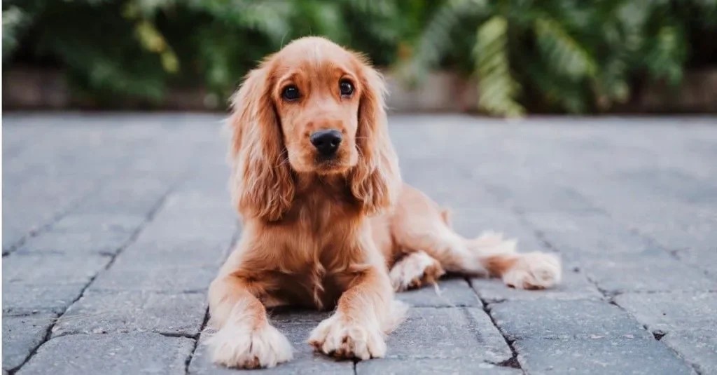 чи можна собакам мед