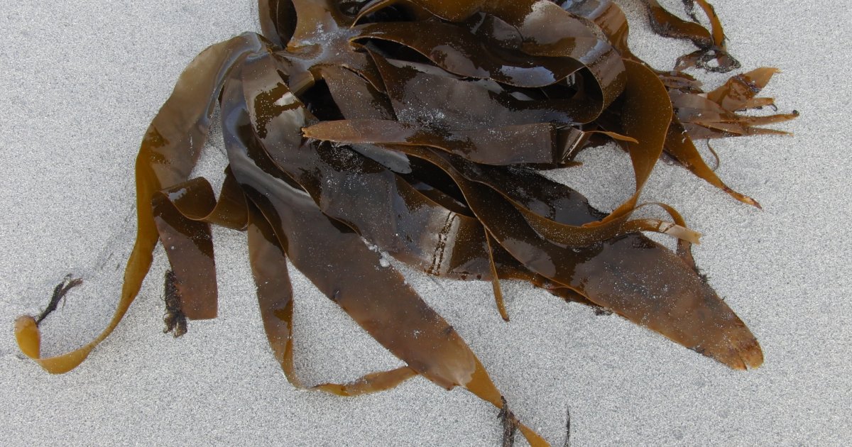 чим корисна морська капуста