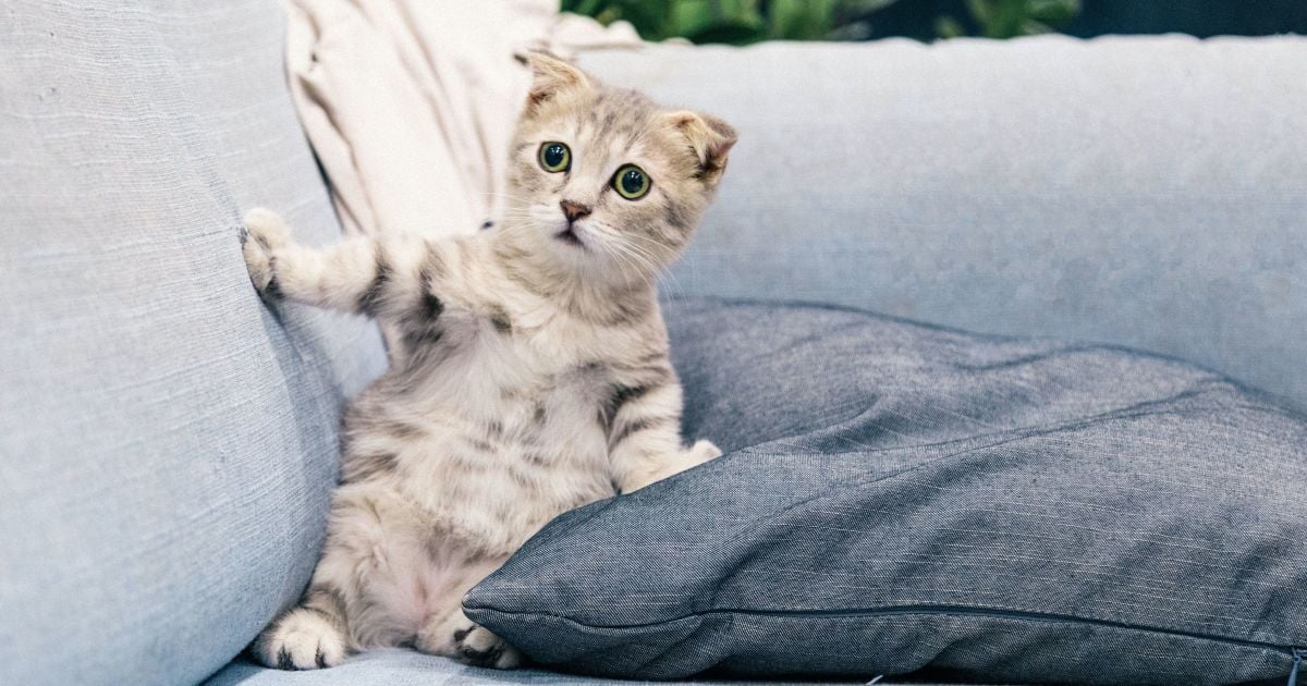 чим вивести запах котячої сечі