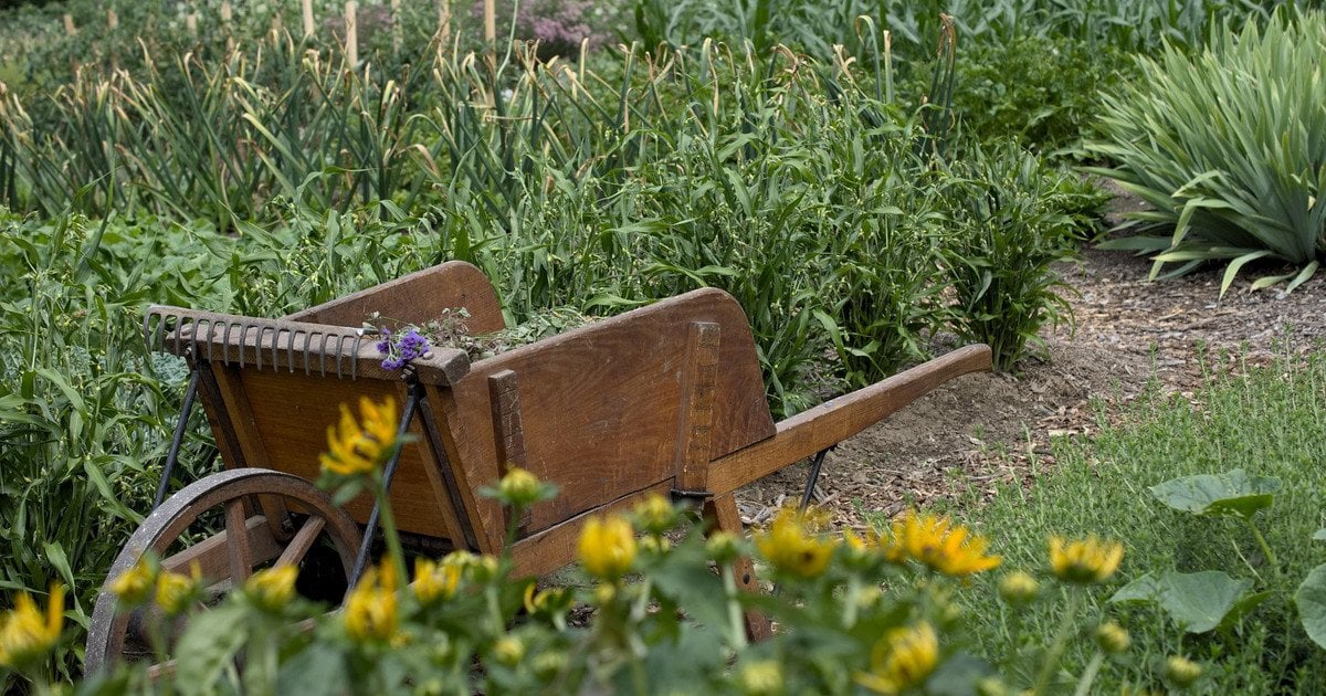 посівний календар на червень