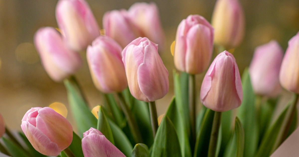 як доглядати за тюльпанами