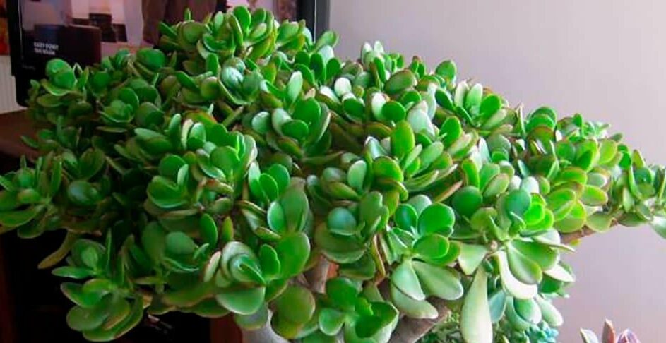 як обрізати грошове дерево фото