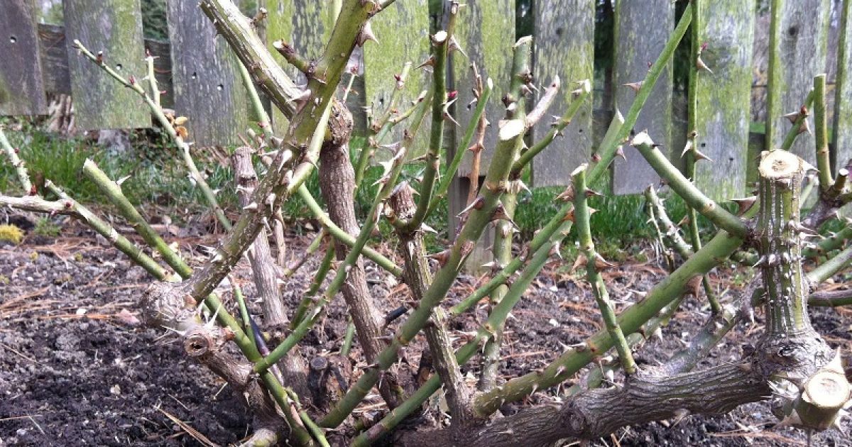 як обрізати троянди