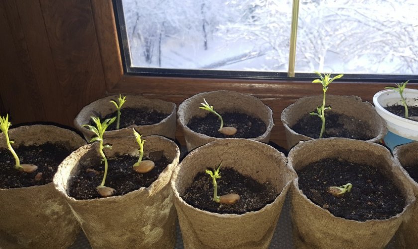 Як виростити персик з кісточки вдома в горщику