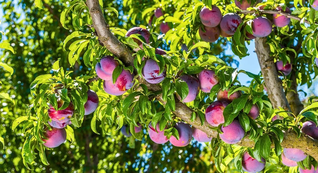 Як виростити сливу з кісточки
