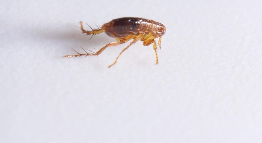 Як вивести блохи в хаті назавжди
