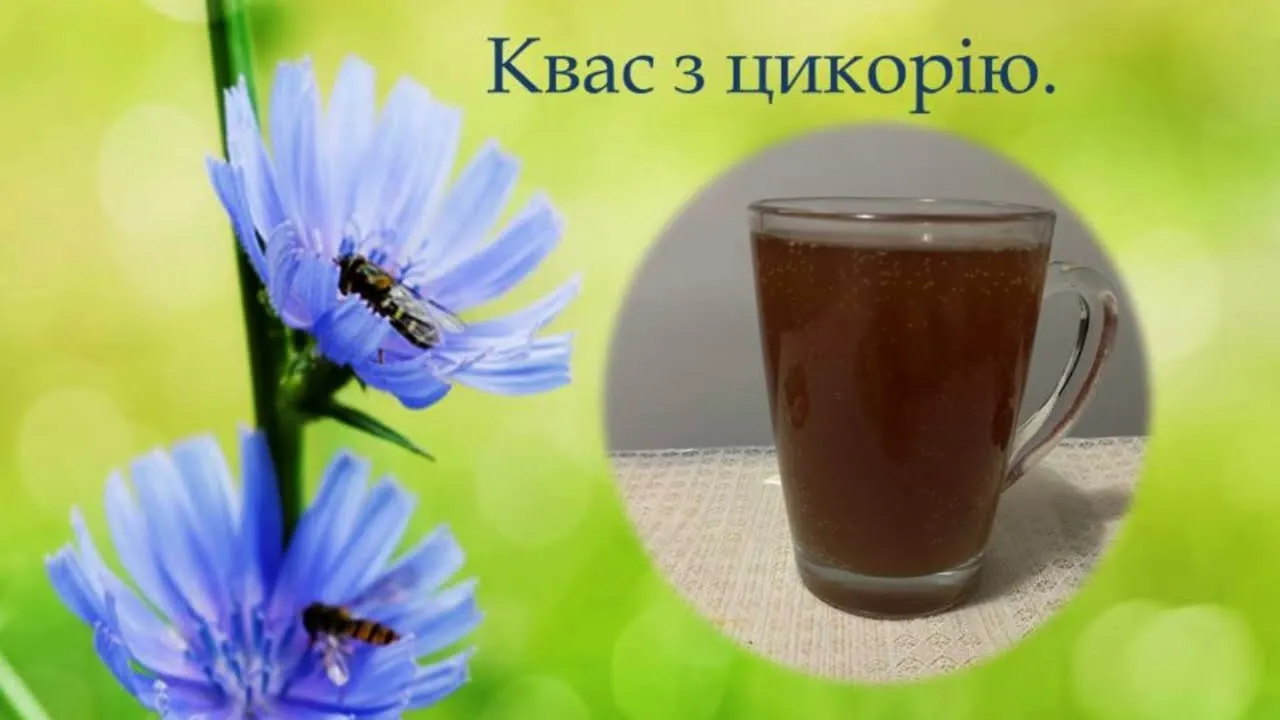 квас із цикорію